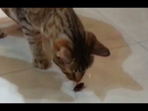 Do Cats Eat Roaches