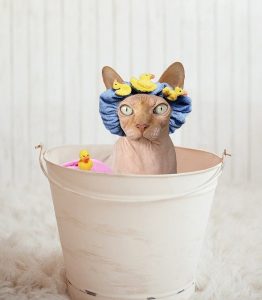 how to give a cat a bath without dying