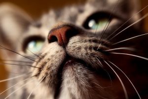 5 facts about cat whiskers you probably didn't know
