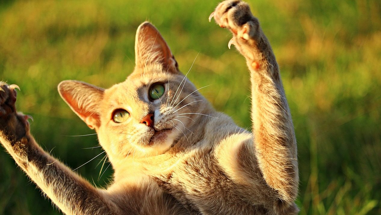 Read more about the article Why You Should Never Declaw Your Cats