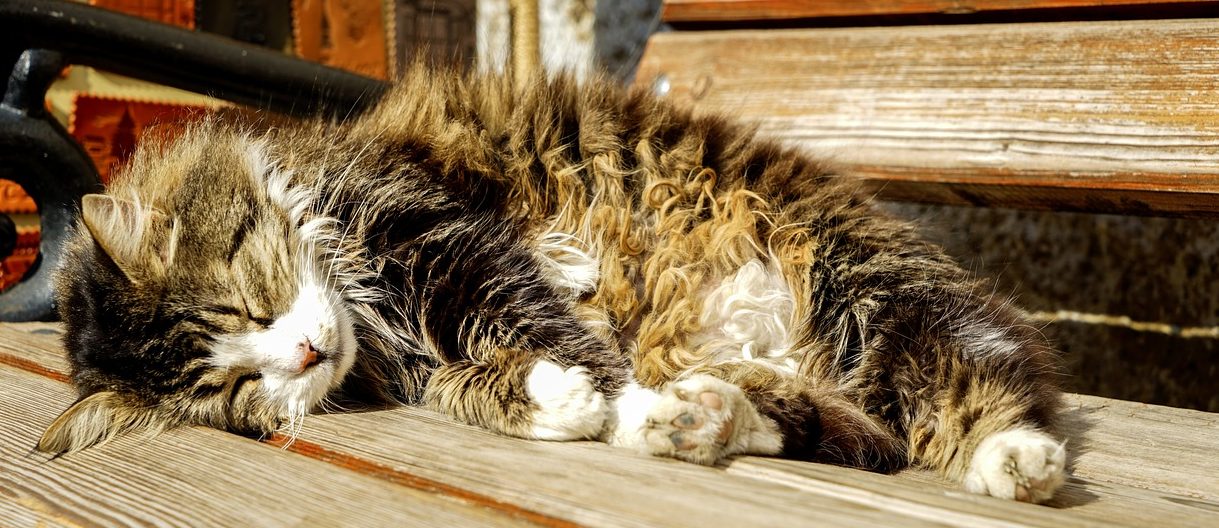 Read more about the article Why Does My Cat Sleep So Much?
