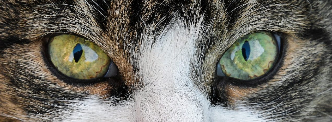 Read more about the article Why Does My Cat Stare At Me?