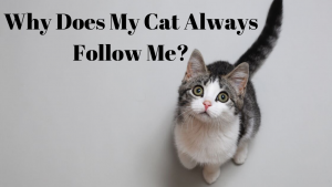 Read more about the article Why Does My Cat Always Follow Me?