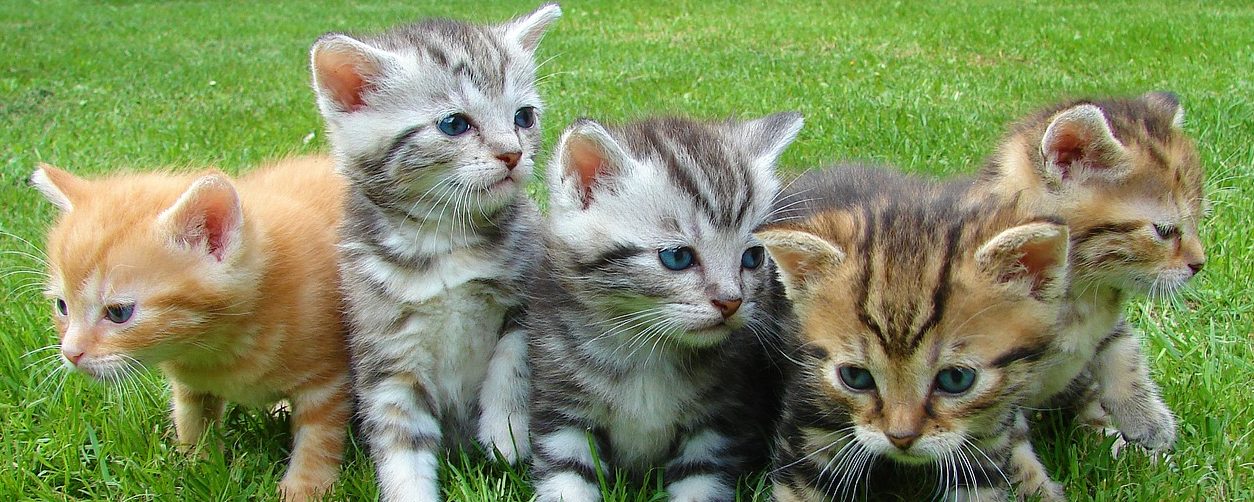 Read more about the article How to Train Kittens to Use a Litter Box