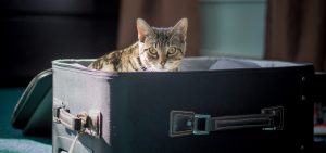 Read more about the article 10 Tips For Traveling With Your Cat