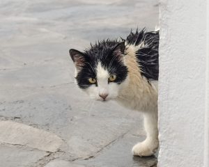Read more about the article How To Give a Cat a Bath Without Dying