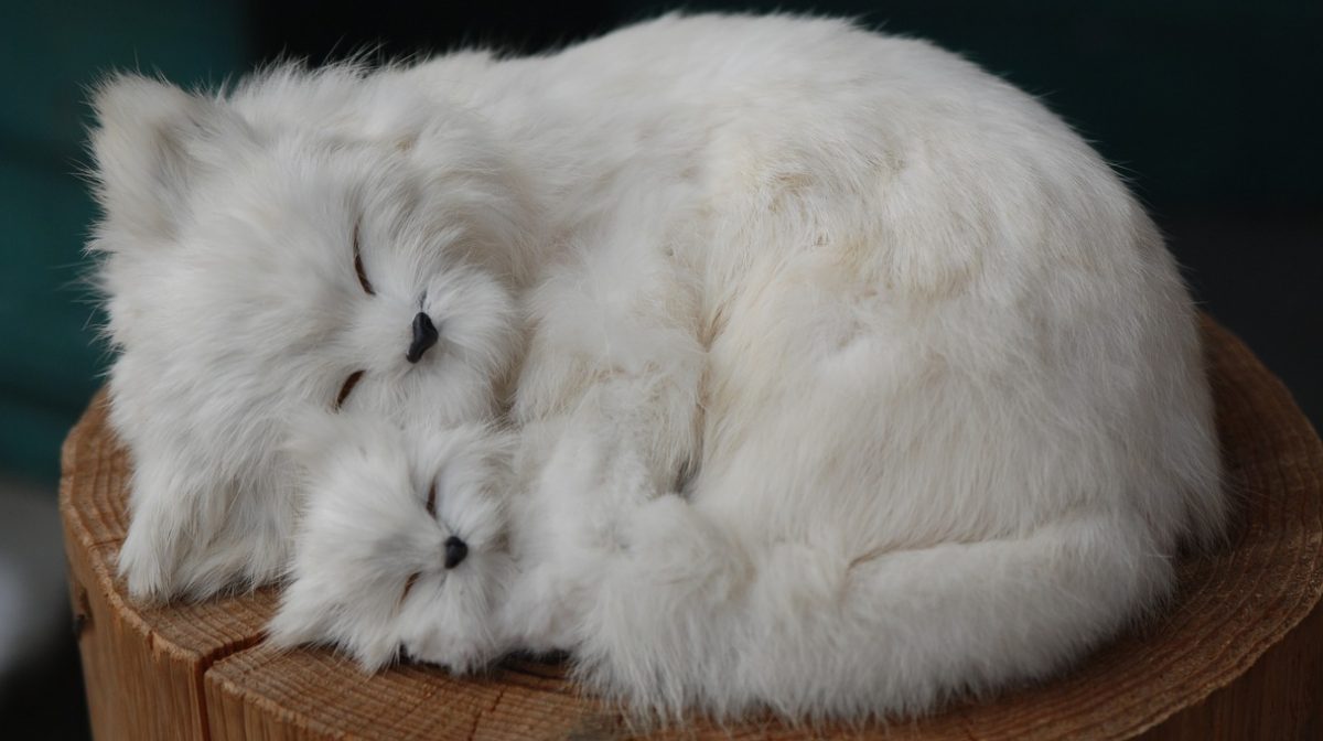 How To Tell If Your Cat Actually Loves You Feline