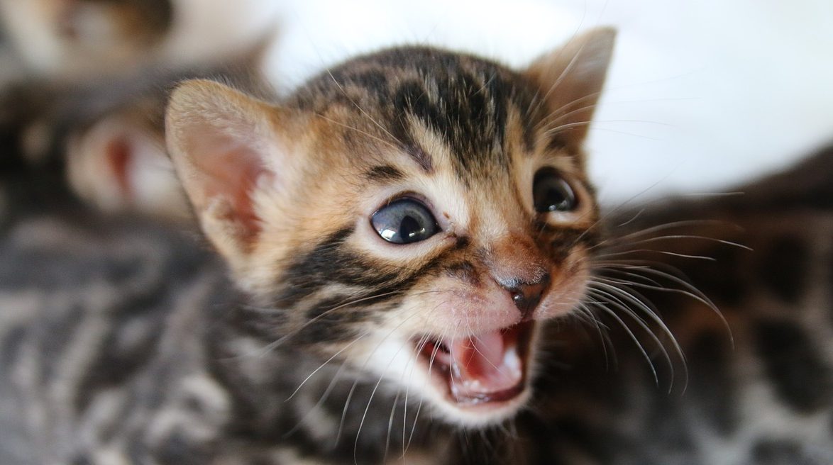 Read more about the article How To Help Your Cat Have Kittens