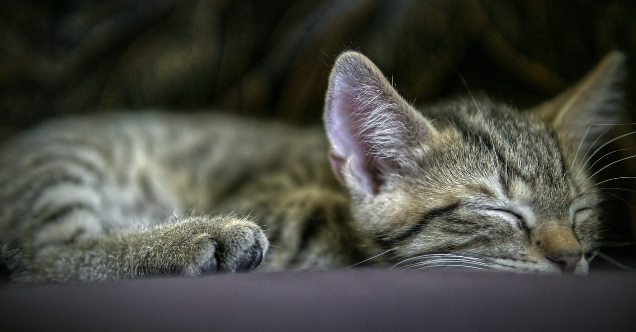 Read more about the article What Do Cats Dream About?