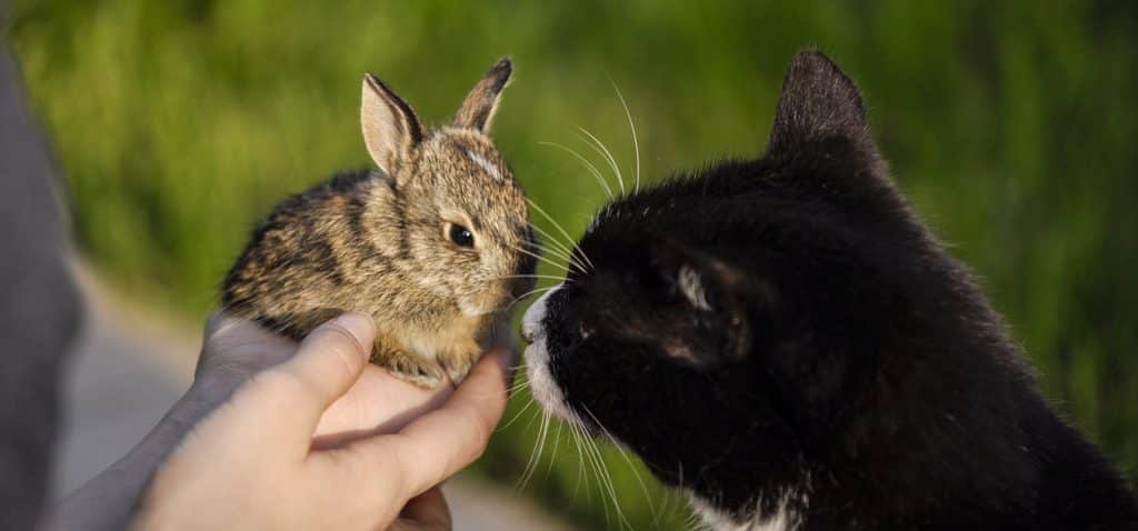 Cat Killed Rabbit Will My Cat Kill My Rabbit? – Planet Feline