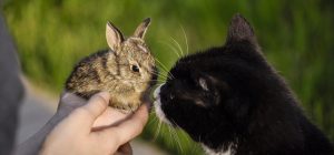 Read more about the article Will My Cat Kill My Rabbit?