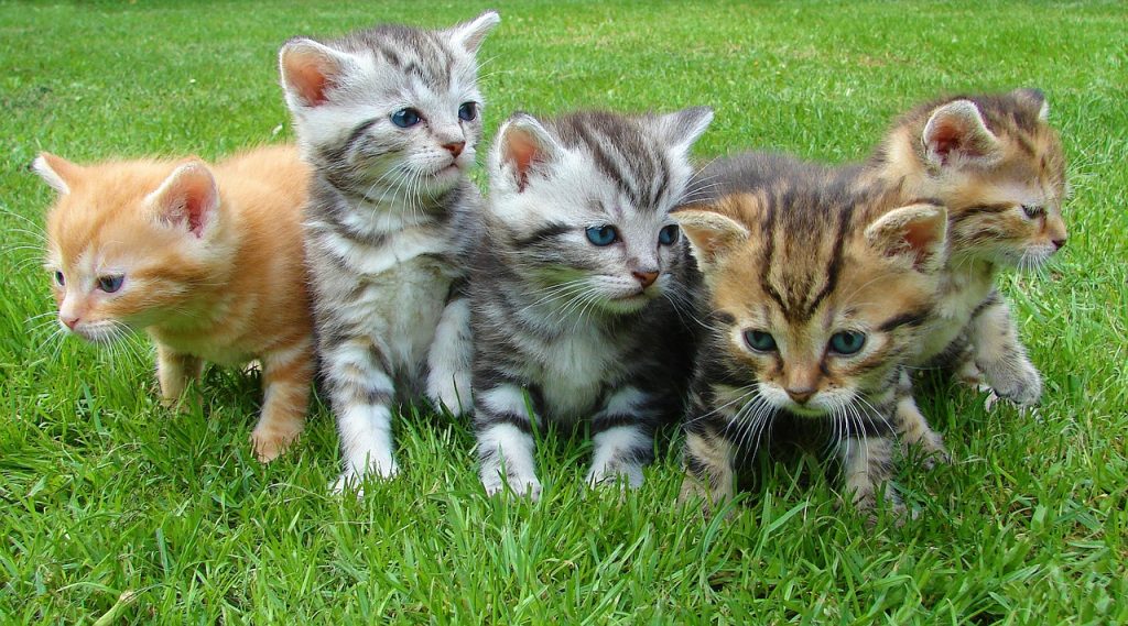 How To Help Your Cat Have Kittens Planet Feline