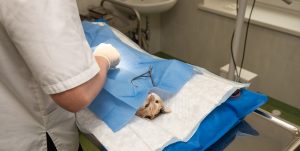 Read more about the article How To Find A Good Veterinarian For Your Cat