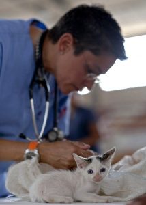 How To Find A Good Veterinarian For Your Cat