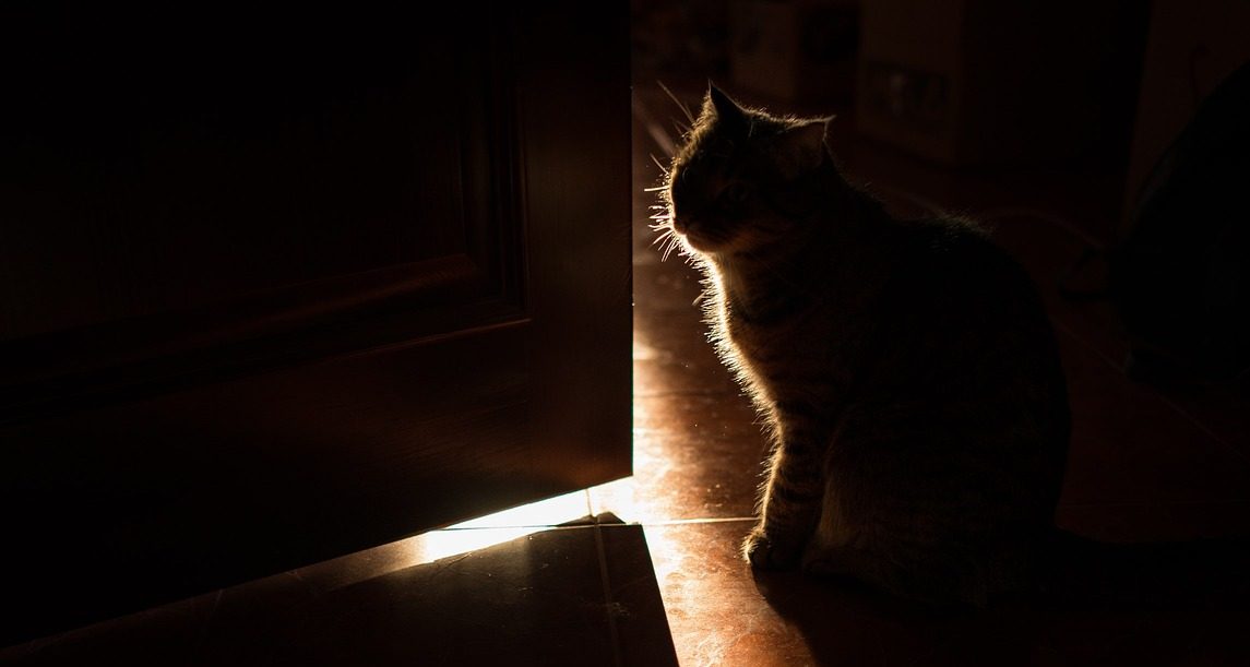You are currently viewing How Well Can Cats See In The Dark?