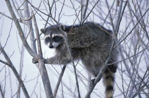 Read more about the article Do Cats and Raccoons Get Along?