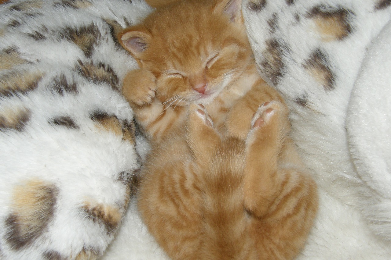 Read more about the article How To Get A Kitten To Sleep At Night