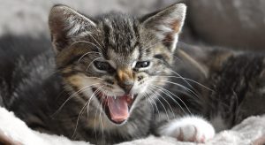 Read more about the article Do Cats Have Baby Teeth?