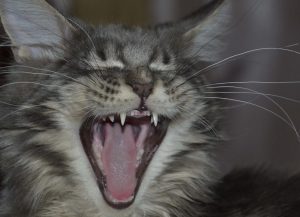 Read more about the article Why Do Cats Have Bad Breath?