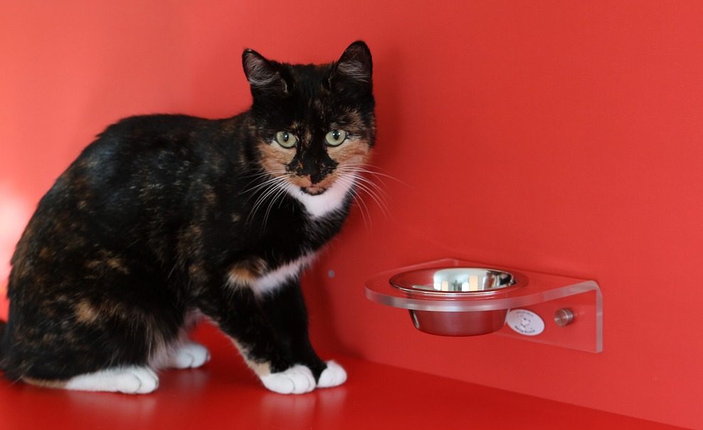 Read more about the article Does My Cat Need Wet Food?