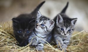 Read more about the article When Can Kittens Be Given Away?
