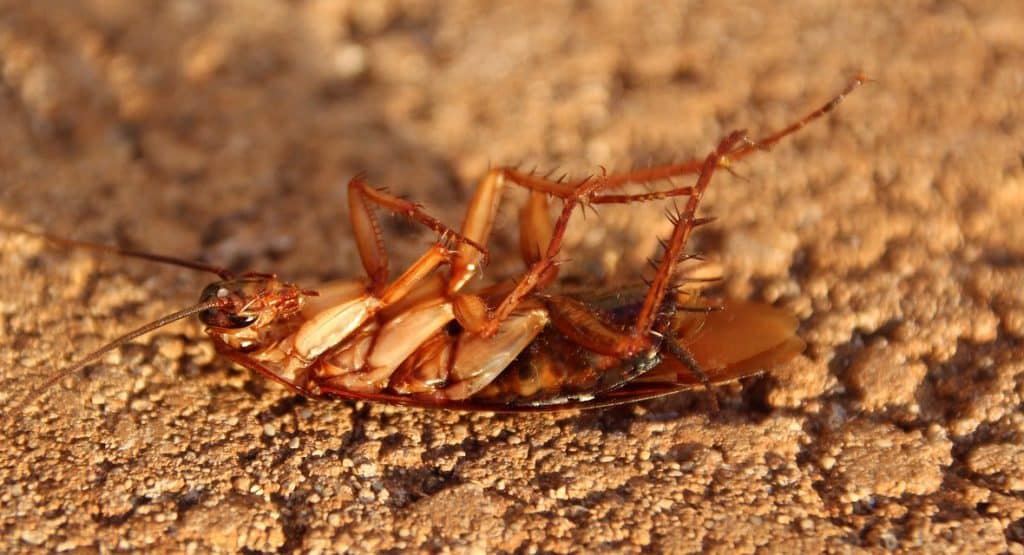Can Cats Eat Cockroaches? Feline
