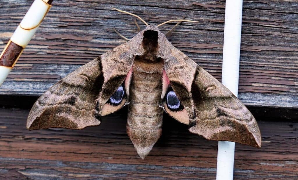 Can Cats Eat Moths? Feline