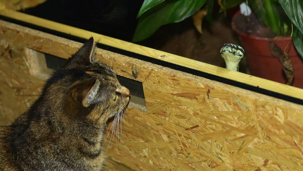Can Cats Eat Snakes? Feline