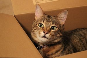 Read more about the article Why Do Cats Like Boxes?