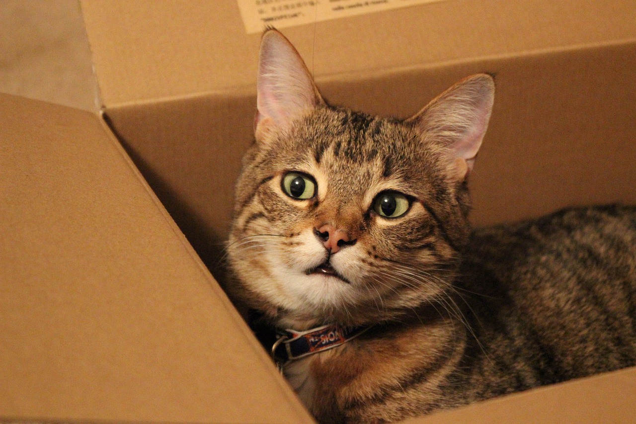You are currently viewing Why Do Cats Like Boxes?
