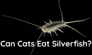 Read more about the article Can Cats Eat Silverfish?
