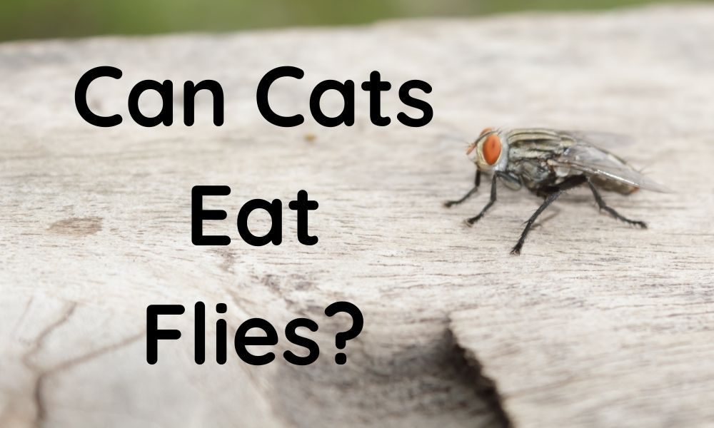 You are currently viewing Can Cats Eat Flies?