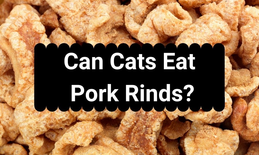 You are currently viewing Can Cats Eat Pork Rinds?