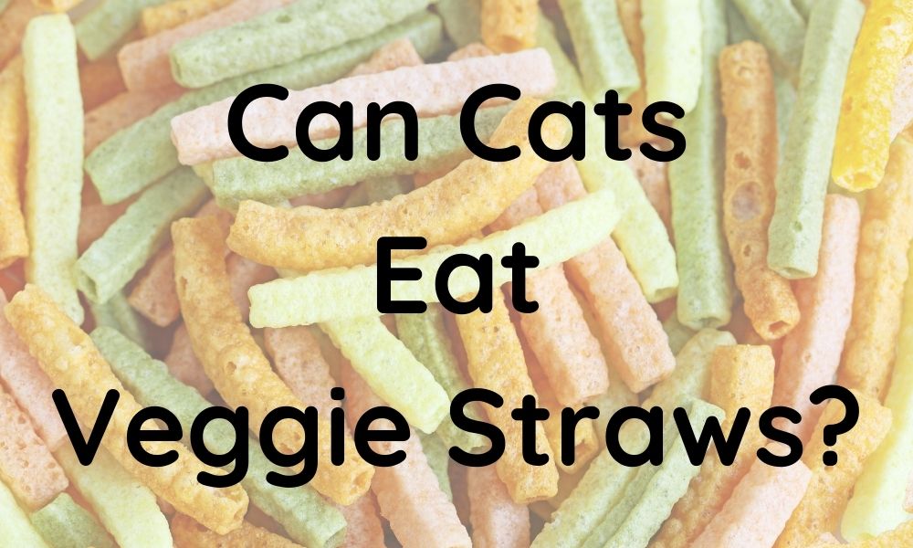 You are currently viewing Can Cats Eat Veggie Straws? The Truth About Veggie Snacks and Cats
