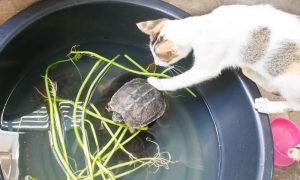 Read more about the article Do Cats Eat Turtles? The Truth About Cats and Turtles