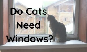 Read more about the article Do Cats Need Windows? The Truth About Cats and Windows