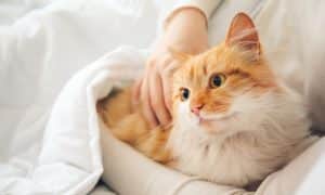 Read more about the article Why Does My Cat Sleep Pressed Up Against Me?