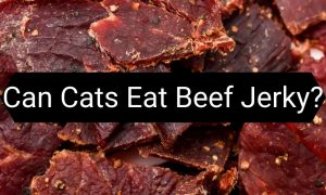 Read more about the article Can Cats Eat Beef Jerky? Is It a Safe Treat?