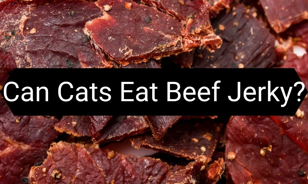 You are currently viewing Can Cats Eat Beef Jerky? Is It a Safe Treat?