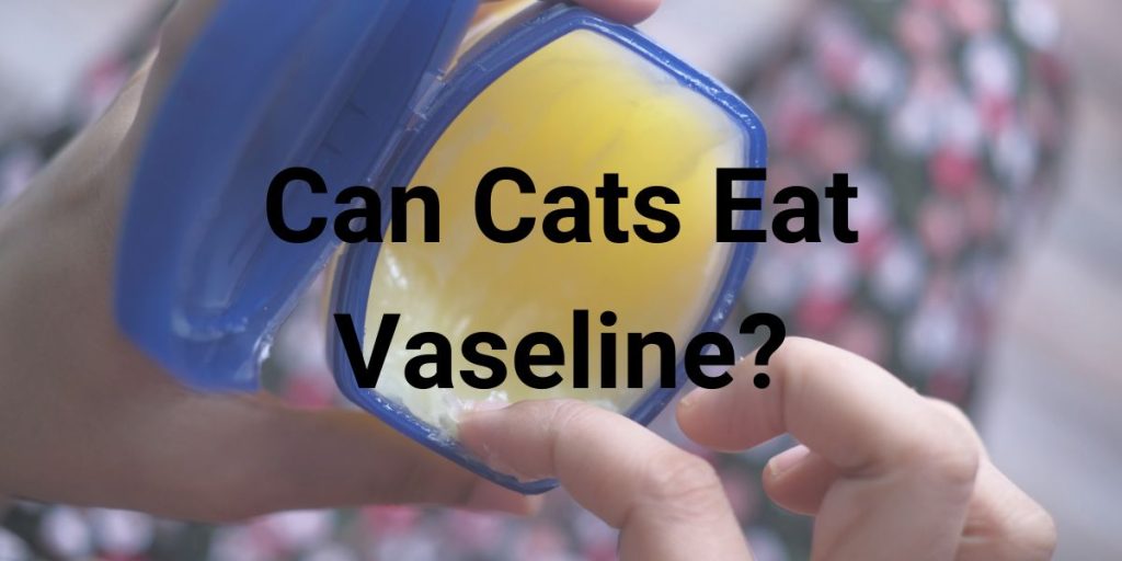 Can Cats Eat Moths? Feline